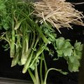 MULA's cooksnap of when they made せりの根っこの洗い方★せり鍋に必須！.