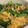 chou*'s cooksnap of when they made 小松菜ときのこの卵炒め.