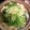 jagao's cooksnap of when they made きのう何食べた？手羽先の水炊き.