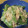 ぽりぽり拓庵's cooksnap of when they made ☆さやえんどうとツナの味噌マヨあえ☆.
