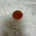 chaーki's cooksnap of when they made 炊きたての白ご飯に！卵の黄身の醤油漬け.