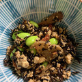 おかすんよ's cooksnap of when they made 根菜とひじき、枝豆の彩り白和え.