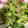 ぶっちー☆☆'s cooksnap of when they made 小松菜ともやしの炒め物.
