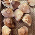 ももいろふらみんご's cooksnap of when they made 簡単！あさり・はまぐりの砂抜き(少量用).
