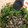 COCO&Mo-'s cooksnap of when they made ネギの青いとこダケで・・ネギ塩ダレ.