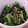 ﾋﾟﾛﾐ♡'s cooksnap of when they made 簡単 菜の花のわさび和え.
