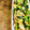 カズ形33's cooksnap of when they made 小松菜と卵のオイマヨ炒め.