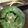 ☆ayami☆26's cooksnap of when they made ❀春菊ときのこのお味噌汁❀.