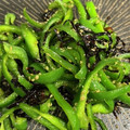 たんたたんたた's cooksnap of when they made ピーマンの塩昆布炒め.
