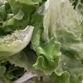 わたるんママ's cooksnap of when they made 1週間は平気!レタスの保存に50℃洗い.
