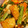ミホ1115's cooksnap of when they made 小松菜&厚揚げのキムチ炒め.