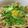 わっきー0424's cooksnap of when they made 超簡単！豚バラ照り焼き丼！.