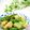 Satoco❋'s cooksnap of when they made かつお菜と油揚げの煮びたし.