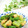 Satoco❋'s cooksnap of when they made かつお菜と油揚げの煮びたし.