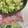 しゅい6's cooksnap of when they made 白菜の冷凍保存の方法.