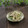 まろんかふぇ's cooksnap of when they made 蓮根と胡瓜のゆかり和え.