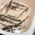 いきゅうさん's cooksnap of when they made 私流・小あじ(豆あじ)の下処理・さばき方.