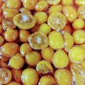 オリジナルよっこ's cooksnap of when they made 失敗なし！つやつや金柑のコンポート.