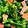クックLS4RZG☆'s cooksnap of when they made 俺流！菜の花とベーコンのガーリック炒め.