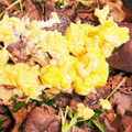 etati☆87's cooksnap of when they made 牛肉と豆苗 エリンギのふんわり卵炒め.