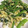 クック2H9MD0☆'s cooksnap of when they made 白だし入り小松菜の卵とじ.