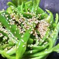ちぃちゃん31513's cooksnap of when they made レンジで簡単☆無限ピーマン2023.