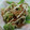 Yumiばあば's cooksnap of when they made ロマネスコのおかか和え☆.