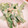 pianon☆'s cooksnap of when they made 簡単～☆菜の花のマスタードマヨ和え♪.