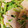 ♡ほこ♡'s cooksnap of when they made 豆苗とハムのゴマ和え★.