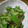 kupukimi's cooksnap of when they made ゴーヤとオクラ★あんま苦くない★おひたし.