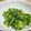 みっくママ's cooksnap of when they made 菜の花の辛子和え♪.