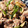 かな☆'s cooksnap of when they made もやしとしめじと豚肉のソース炒め.