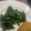 Yokchina's cooksnap of when they made 菜の花の茹で上げサラダ♥.