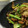 りょょょょょょょょ's cooksnap of when they made 簡単！豚バラ焦がしネギとナス炒め.
