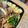ぶらんこ10's cooksnap of when they made *お弁当に☆レンチンでピーマンナムル*.