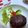 とよすみもも♪'s cooksnap of when they made ＊和風煮込みハンバーグ＊.