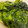 run※'s cooksnap of when they made 簡単！新物生わかめの下処理.