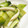 菜つ実☆ミ's cooksnap of when they made 会食にも☆青梗菜とかまぼこの中華炒め.