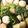 ジンじん's cooksnap of when they made かぶとつくねの煮物.