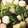 ジンじん's cooksnap of when they made かぶとつくねの煮物.