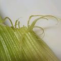 みき☆ハチ's cooksnap of when they made 包丁不要！セロリの筋とり（下処理）.