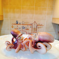 canadawhistler's cooksnap of when they made 失敗しないやわらかタコのゆで方.