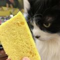 kikineko_3's cooksnap of when they made 超ふわふわ！プロテイン蒸しパン.