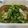 ＊まり1225＊'s cooksnap of when they made 絶品★菜の花のおひたし.