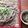 花時計咲いた's cooksnap of when they made ざるそばにかいわれ大根♡ おしゃれ.