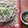 花時計咲いた's cooksnap of when they made ざるそばにかいわれ大根♡ おしゃれ.