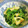 yukarin222's cooksnap of when they made 三つ葉と油揚げの炒め煮.