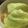 MULA's cooksnap of when they made レンジで☆おつまみキャベツ.