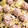 豆乳pudding's cooksnap of when they made ヘルシー？!えのきがしゅうまいの皮!焼売.