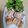 クック9PFY7S☆'s cooksnap of when they made てりてり♪大葉と豆腐の柔らか豚肉巻き.